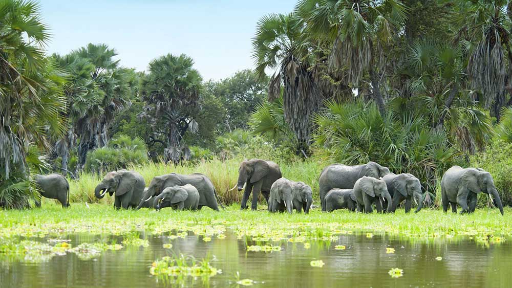 Herd of elephants in Nyerere