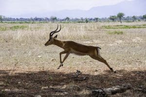 Antelope in Mikumi