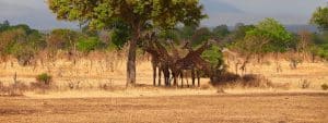Mikumi giraffes