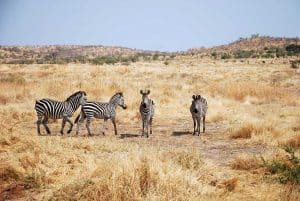 Zebra