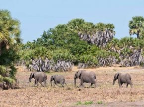 Herd of elephants in Nyerere NP