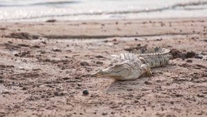 Crocodile along Rufiji river in Nyerere NP