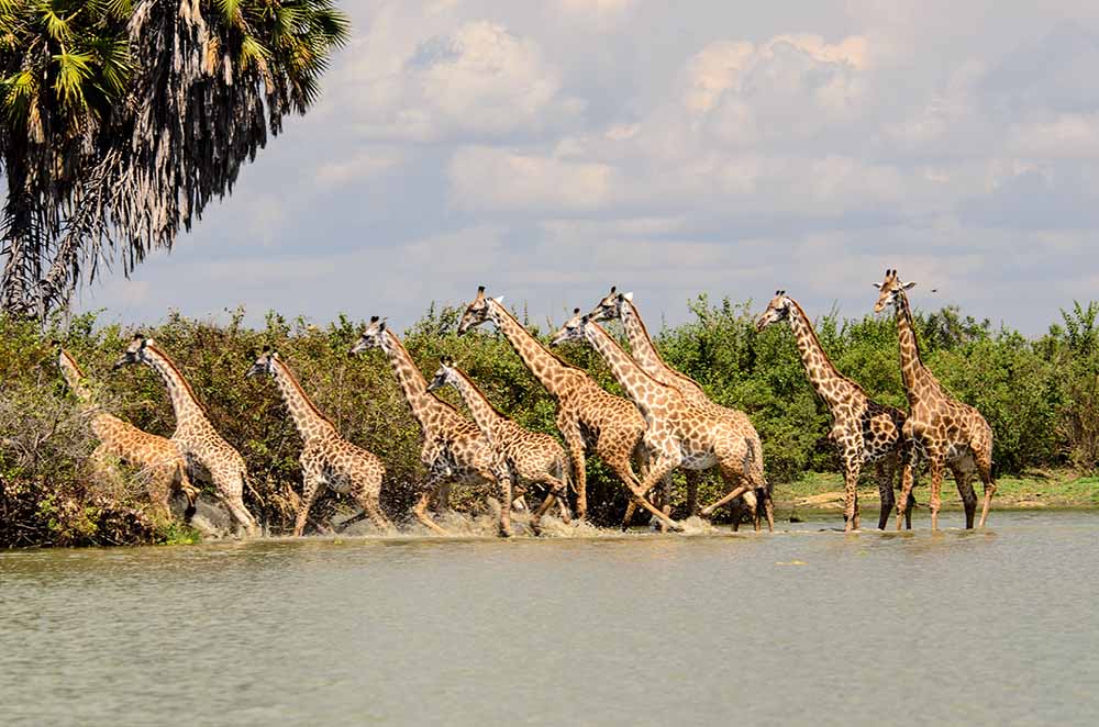 Giraffe in Saadani