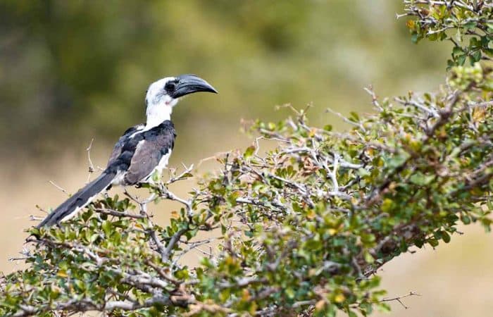 Bird in Nyerere/Selous