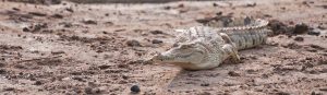 Crocodile along Rufiji river