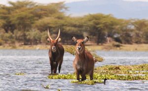 Nyati Naivasha