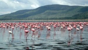 Flamingos