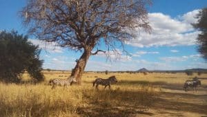 Zebra and wildebeest