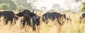 buffaloes