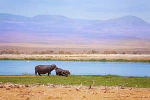 Hippos along the River