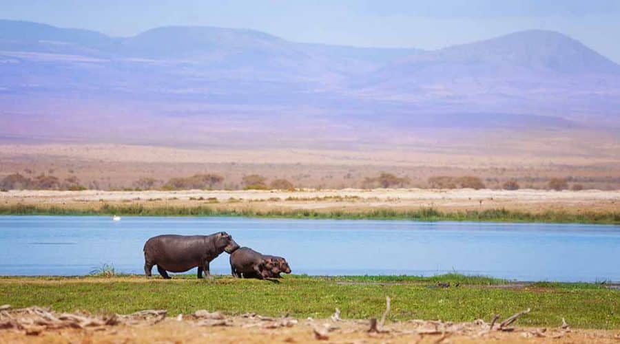 Hippos along the River