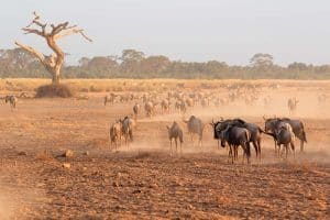 Blue wildebeest in Serengeti