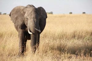 Elephant giant