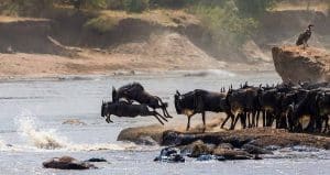 Wildebeest migration