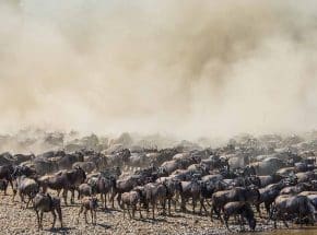 Wildebeest migration 1