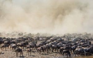 Wildebeest migration 1