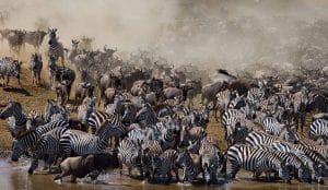 Herd of wildebeest migration