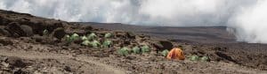 Kilimanjaro mountain trekking