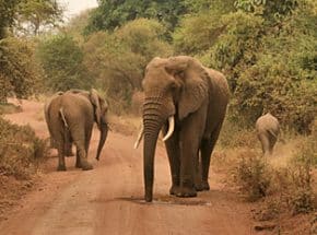 Elephant at Manyara