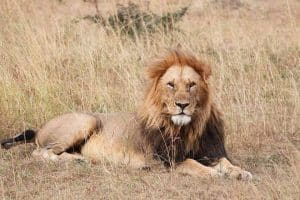 Lion resting at Savannah