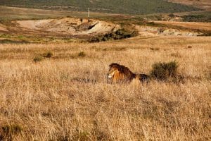 Lion rest
