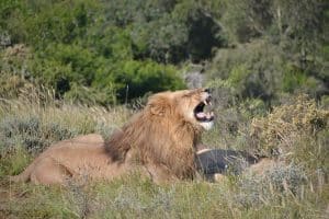 Lion