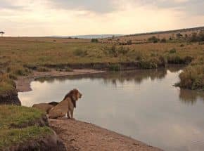 Lions in Masai Mara