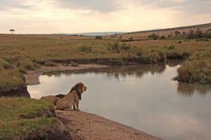 Lions in Masai Mara