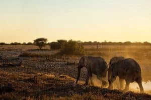Elephants
