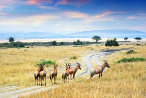 Antelope