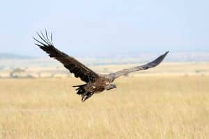 Eagle at Mara
