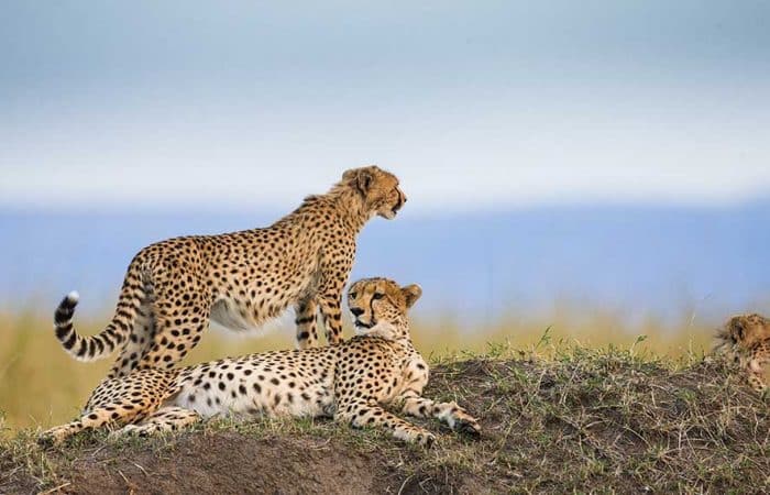 cheetahs at Mara