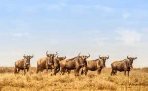 wildebeest herd