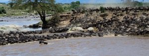 Mara river crossing