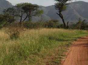 Road at Mkomazi