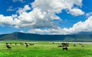 Ngorongoro wildlife