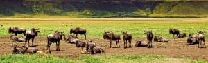 Wildebeests ngorongoro