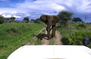 Game drive at Tarangire