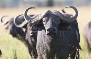 Buffalo bull