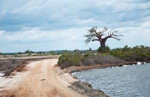 Saadani day trip