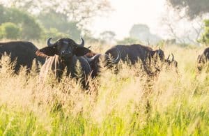Buffaloes wildlife