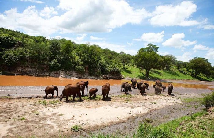 Herd of elephants at Tarangire river