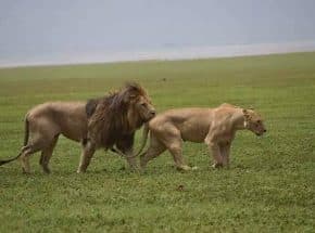 Lions-Ngorongoro game drive