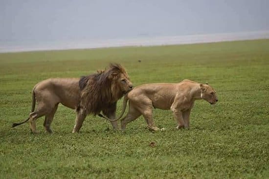 Lions-Ngorongoro game drive