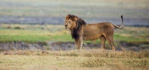 Ngorongoro crater game drive lion