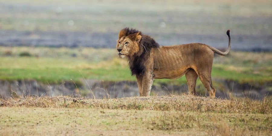 Ngorongoro crater game drive lion