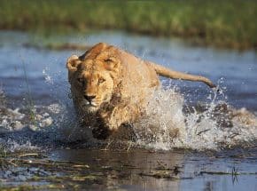 Lion in Serengeti