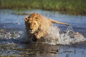 Lion in Serengeti