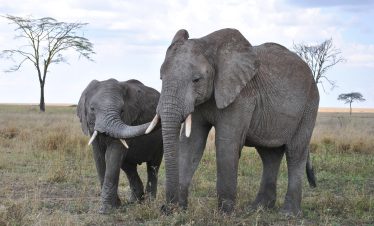 9 Days Best Of Uganda Safari