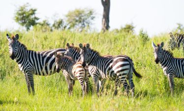 10 Days Kenya To Tanzania High-End Safari